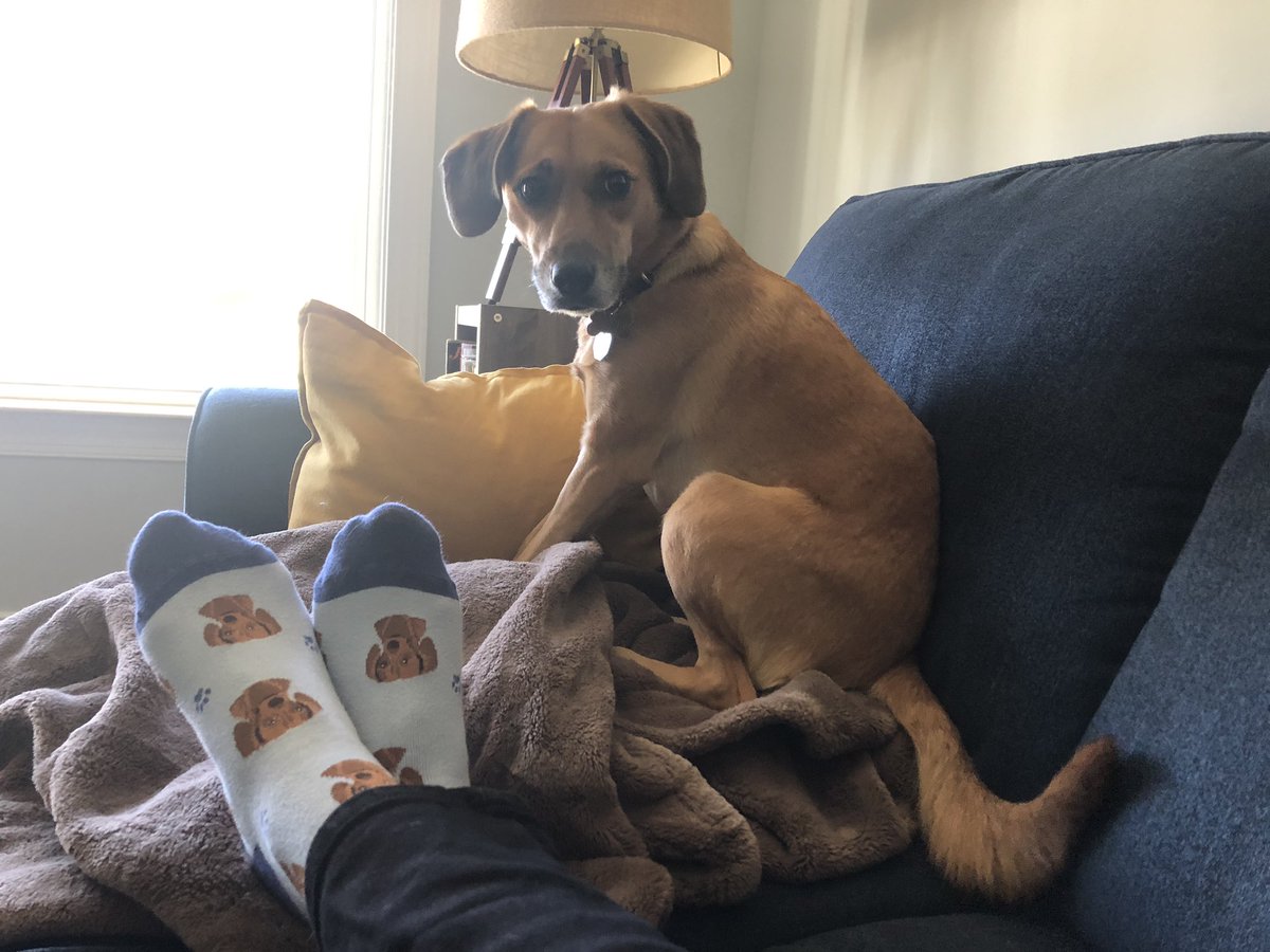 ReneeInSC's tweet photo. Okay, Twitter - I’m done for today.
Please enjoy these socks with Dusty’s face all over them.
#dailydusty https://t.co/L4vluJ9gwv