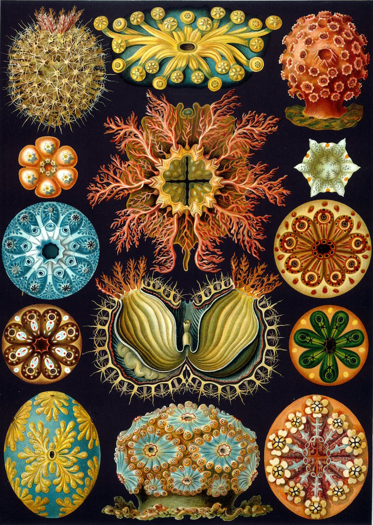 Ernst Haeckel biólogo, naturalista, filósofo, y artista... pasó su vida investigando flora y fauna “de las más altas montañas hasta los océanos más profundos”Sus dibujos ayudaron a educarnos sobre organismos microscópicos nunca antes vistos!!