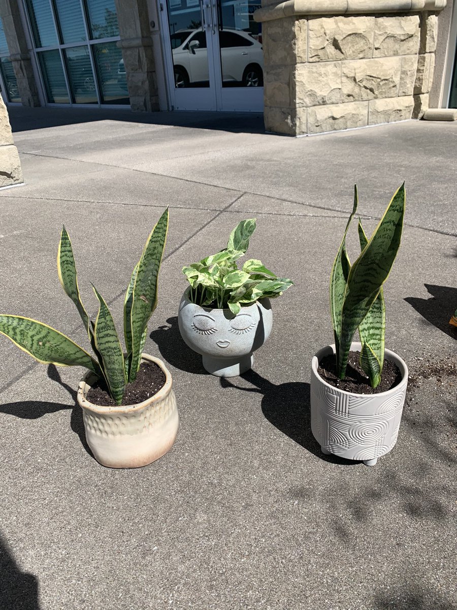 PAGroupUSA's tweet photo. Who else loves our new planters for the office? 😍 Thankfully, a couple of our ladies in the office have a great green thumb. While the boys were away, the girls got to play!

#plants #greenthumb #officedecor #officelife #pagroup #microsoft https://t.co/kcPTDuVfaB