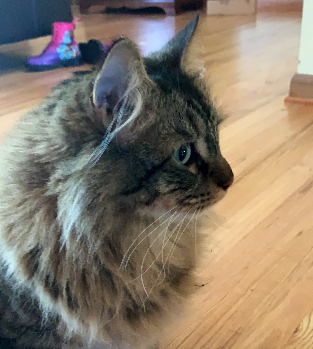 TwiceDeadZed's tweet photo. @hungrybowtie @IwriteOK Maine Coons are great. This one is an asshole though. https://t.co/6Ggdt1vCRS