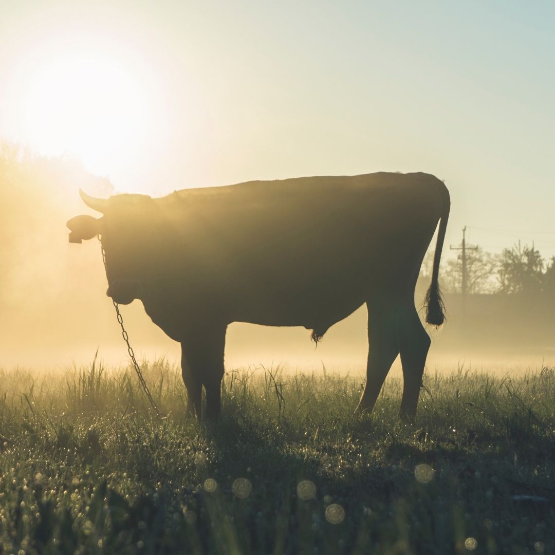 HubbardsButcher's tweet photo. The welfare of our animals is our top priority. High quality welfare means high quality meat! That's why all of our Pork, Lamb &amp; Beef is free range and our Chickens are High Welfare, all of which are local. 

Find out more here:
https://t.co/ej1V5M6ozq
.
.
.

#butcher #lovelocal https://t.co/3Ye02eJdiH