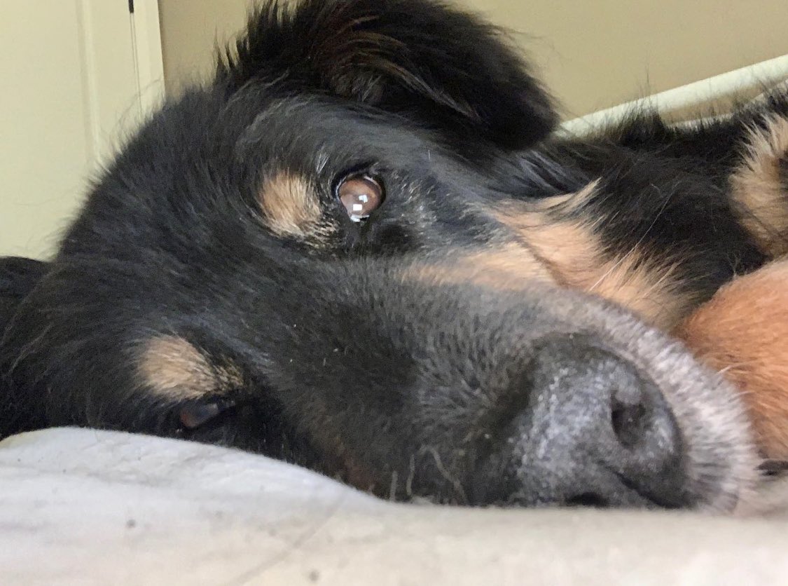 ACDogSquad's tweet photo. ☔️Fozzie Bear takes a rest during midday showers. 💤 🐻 
Happy Friday, everyone! 
#ACDogSquad

#gooddogs #dogsofottawa #naptime #therapydogs #dogsquad #dogsofinstagram https://t.co/Tdf30KdLJH