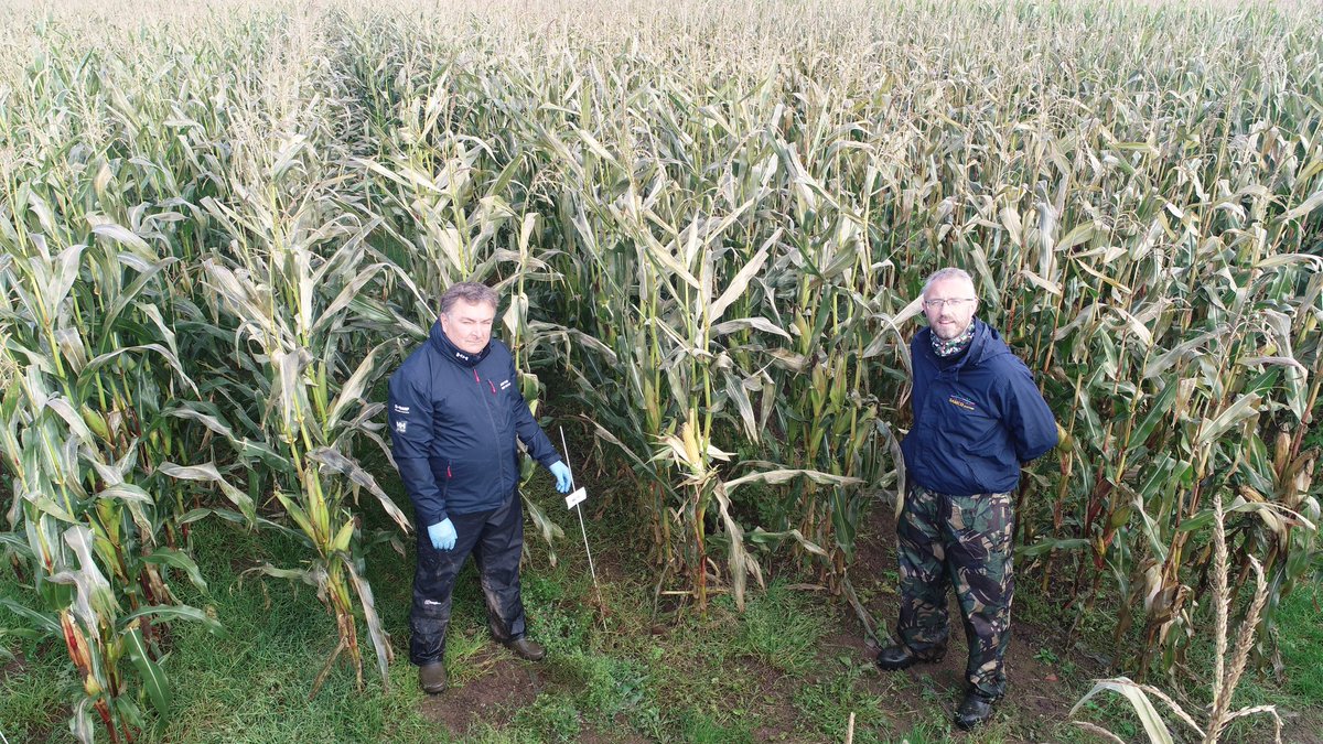 samcosystem's tweet photo. @jimclark67crop @Hutchinsons_Ag and myself having a look through the plots today in Carlisle estimating the harvest date. Some really interesting new maize varieties coming through. #maize20 #maizeunderfilm #samcosystem https://t.co/YOLv5DhZTX