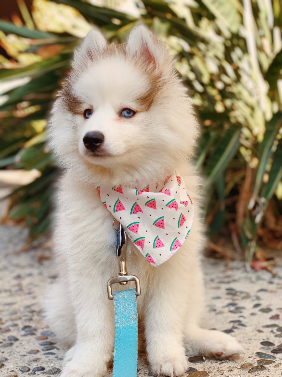 iamcindychu's tweet photo. Guess who’s 12 weeks old today!?! Keanu, my sometimes good boi! 🍉🐶🙌🏽💕 
#puppy 
#timelinerefresh 
#cutenessoverload https://t.co/B3BVG0rD86