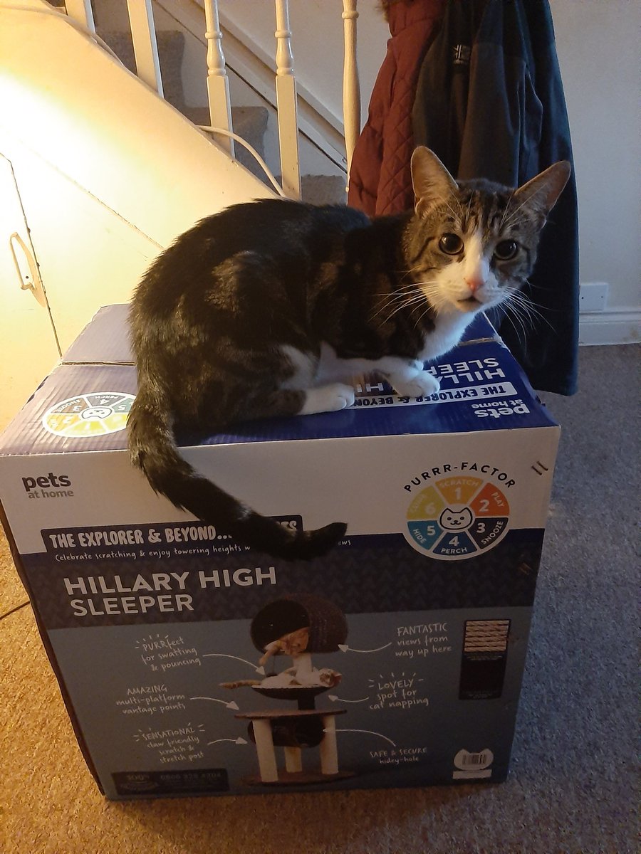hillary high sleeper cat post