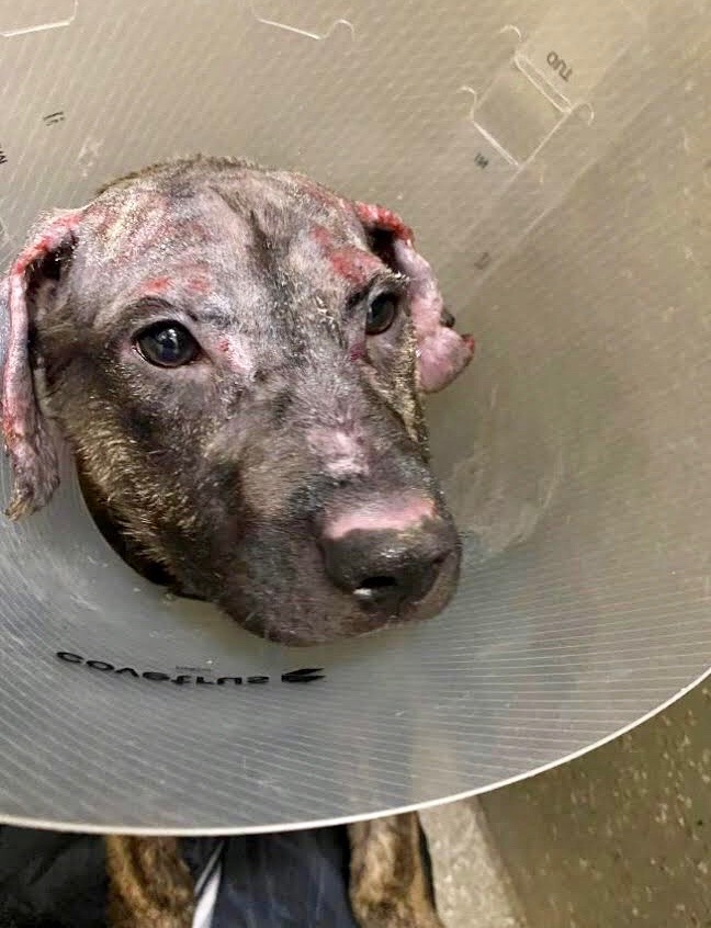 ifawglobal's tweet image. A young puppy was found under a car on a vacant property during the #NorthComplexFire by a first responder. It's unclear if he survived by hiding under the car or in a nearby creek, but his face suffered extensive burns. His rescuer named him Trooper in honor of his perseverance.