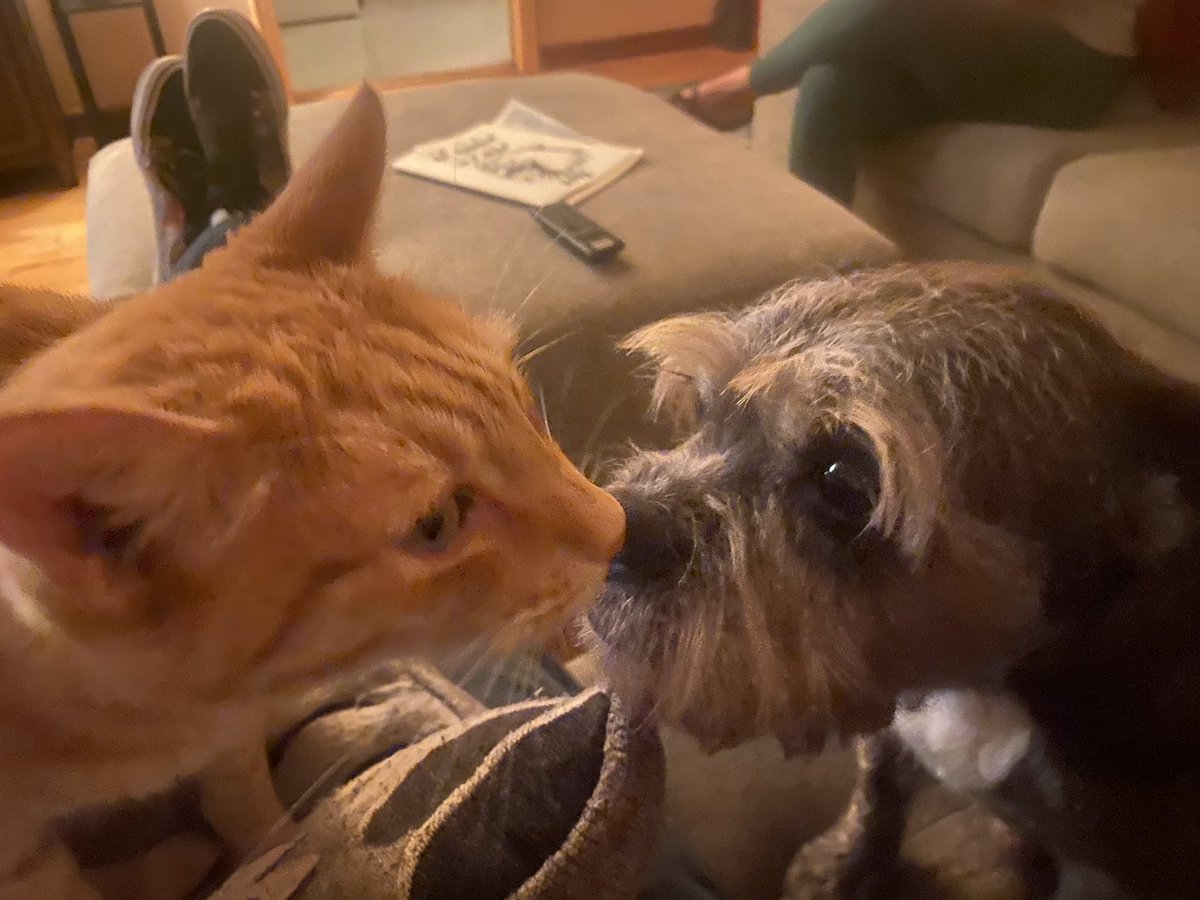 CaptainKerr707's tweet image. My cat and dog competing for pets!