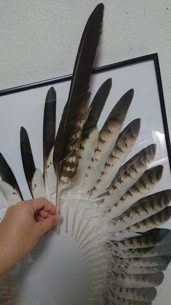 ノスリでも羽根を広げると(多少自然ではないかもしれないが)A1サイズ