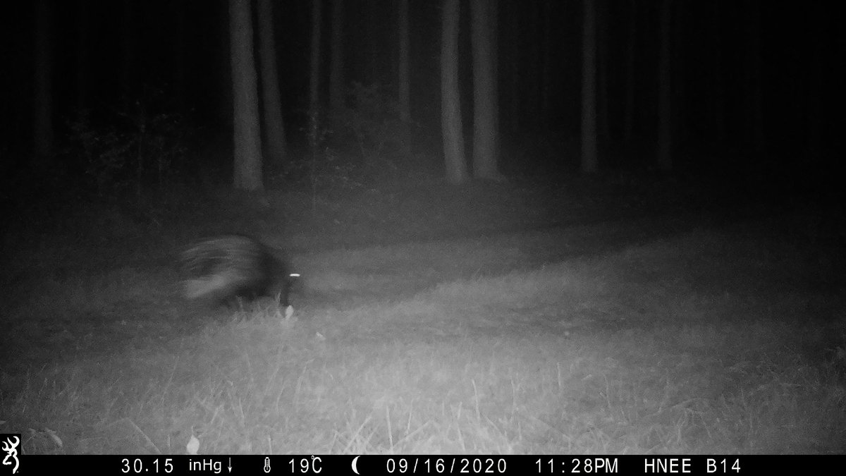 hneeberswalde's tweet photo. Stachelschwein läuft durch #brandenburgischen #Wald: #HNEE-Forscherteam um Dr. Frank Michler staunte nicht schlecht, als sie kürzlich ihre #Wildkamera bei #Oderberg auswerteten https://t.co/IsyjYmUdcO
#Wildbiologie #Wolfsmonitoring #Brandenburg #Überraschung https://t.co/zP7zVR7O7r