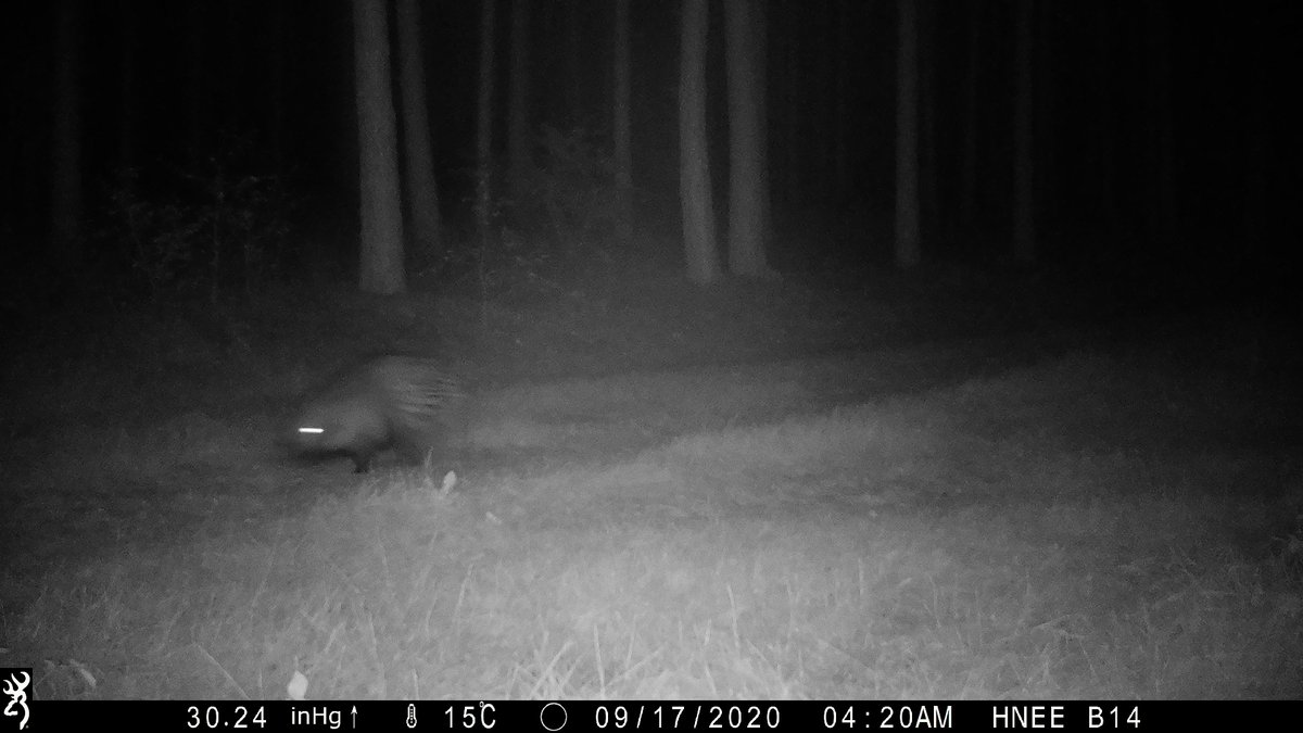 hneeberswalde's tweet photo. Stachelschwein läuft durch #brandenburgischen #Wald: #HNEE-Forscherteam um Dr. Frank Michler staunte nicht schlecht, als sie kürzlich ihre #Wildkamera bei #Oderberg auswerteten https://t.co/IsyjYmUdcO
#Wildbiologie #Wolfsmonitoring #Brandenburg #Überraschung https://t.co/zP7zVR7O7r
