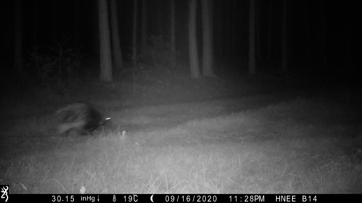 hneeberswalde's tweet photo. Stachelschwein läuft durch #brandenburgischen #Wald: #HNEE-Forscherteam um Dr. Frank Michler staunte nicht schlecht, als sie kürzlich ihre #Wildkamera bei #Oderberg auswerteten https://t.co/IsyjYmUdcO
#Wildbiologie #Wolfsmonitoring #Brandenburg #Überraschung https://t.co/zP7zVR7O7r