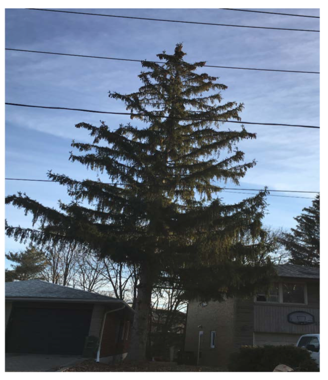 Council votes 17-3 to SAVE this North York tree, with Nunziata, Holyday, and Pasternak opposed.