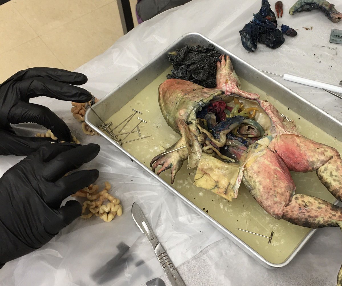 GWSSMathSci's tweet photo. Even social distancing can't stop a grade 10 frog dissection.  #TwoSetsOfTools #TwoMeters #TwoStudents #TooMuchLearning #TwoDScience https://t.co/3EL5Y8k36g