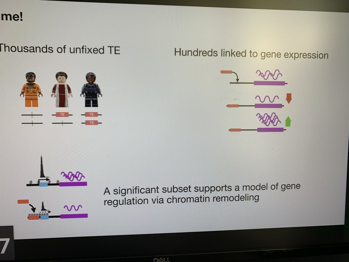 ilyavkirov's tweet image. @clementgoubert talk about unfixed TEs in human population. Interesting interplay between chromatin state, gene expression and TE insertions #UppTransposon2020