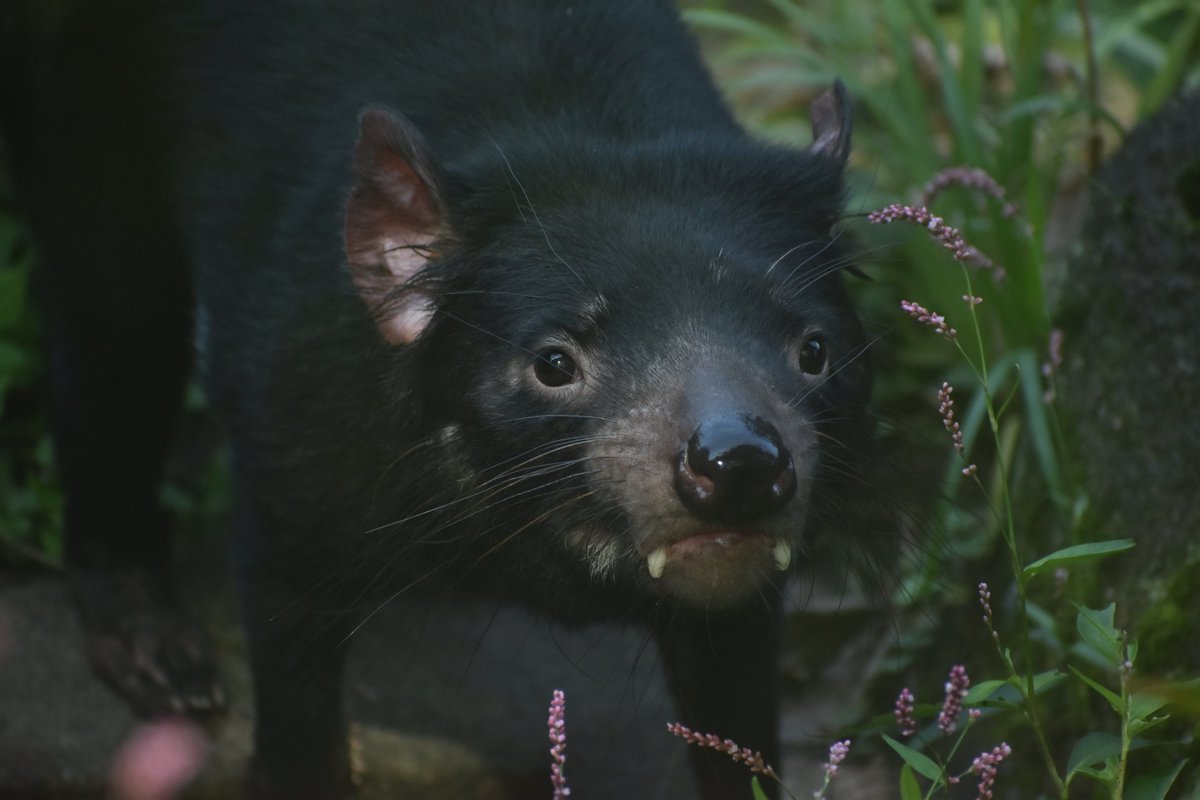 タコクラゲひろちょい隊長 これは今日撮った可愛いタスマニアデビルちゃん