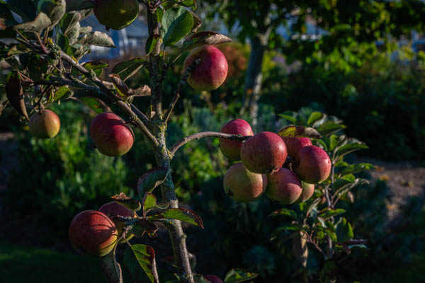 HelmsleyWalledG's tweet photo. #AppleWeekend tomorrow and Sunday. It's fair to say the forecast is disappointing but we will still be celebrating the apple in all its shapes, sizes and colours. Join us πππ https://t.co/7UE2aLWOQU