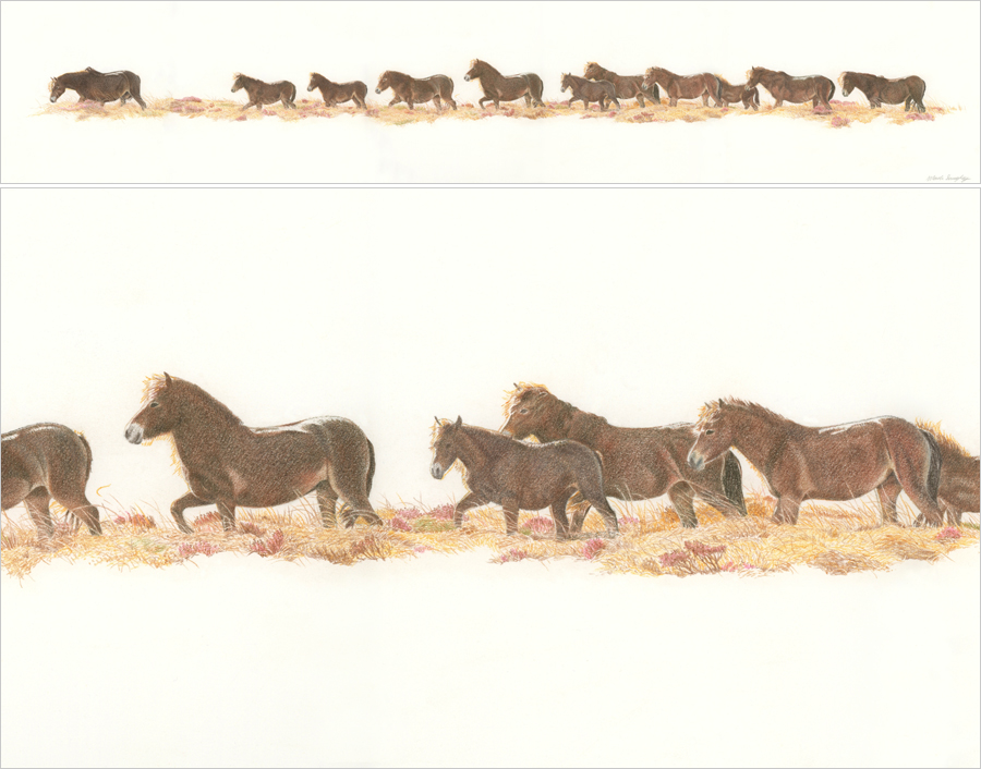 Now being framed ready for Arts Melbourne Gallery - 'Wildlife in Focus' starting 8th October

The finished drawing is now scanned. It is long! It measures 96 x 18 cm Pure colour pencil

#PencilDrawings #art #exmoorponies #nativeponies #ponies #exmoor