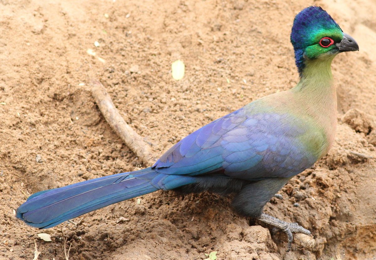 Side shot of a Purple-crested Turaco standing on dirt. The bird is facing the right of the frame; the entire side of its body can be seen. It has a deep purple mohawk-like crest atop its head, green and blue plumage on its face, back, and tail; it has light orange on its chest. It has bare red skin around its eye and a thick black beak. Its legs and feet are also black.