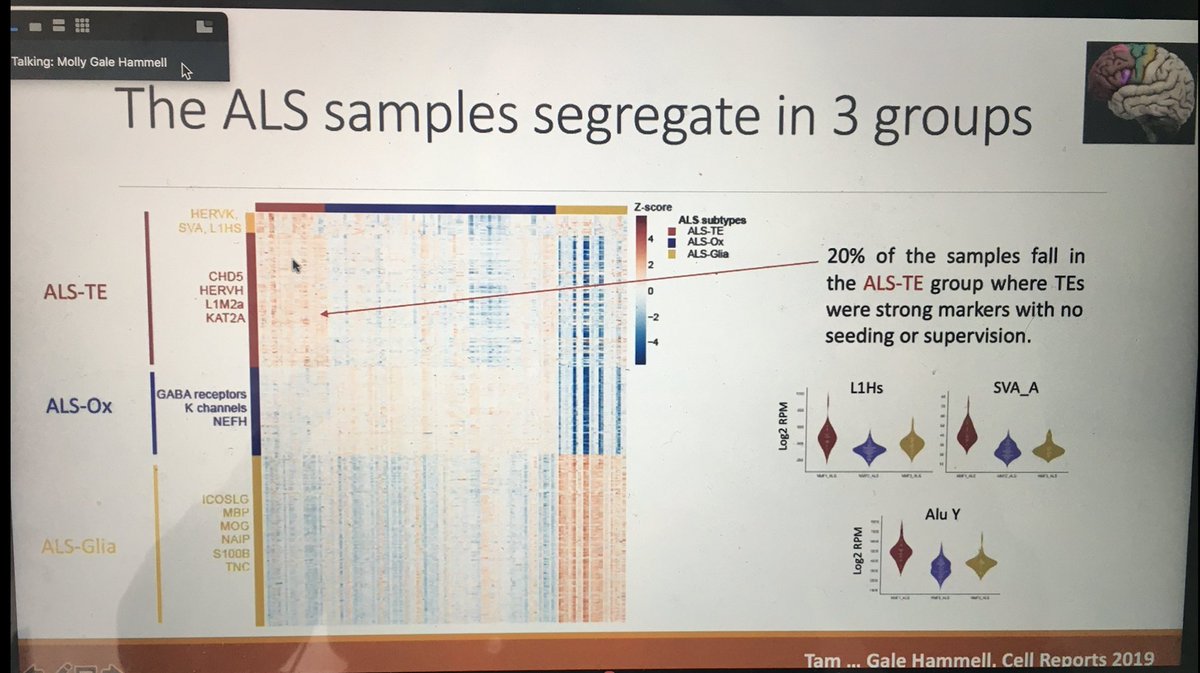 VikasBansal1989's tweet image. Nice talk by @MollyHammell Subgroup of ALS marked by elevated TEs. #UppTransposon2020