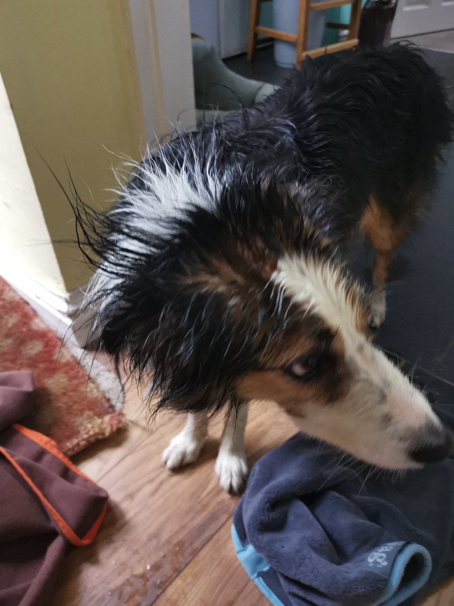 CandyBench's tweet image. This is what happens when there are no benches to hide under! #bordercollie