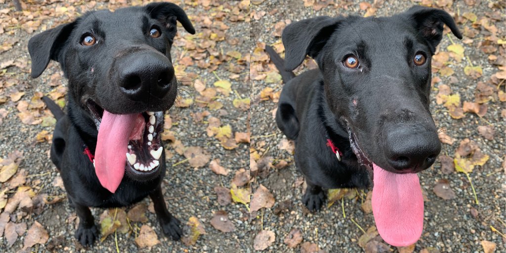 Pawscrossedny's tweet photo. This big guy is Dex! He has the sweetest face and longest tongue! He has a vibrant energetic personality and is looking for a home where he'll get plenty of play time. He loves fetch, playing w/ other dogs, and butt scratches! Are you interested in making Dex part of your family? https://t.co/ft4f6Qw8Oy