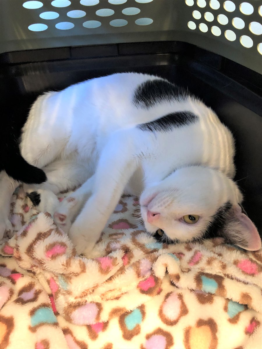 HumaneBroward's tweet image. Buddy wants you to SMILE today. 😊 Do you see the smiley face on his back? Buddy is the ultimate cat. He&apos;s 3 yrs old (no kitten shenanigans) but he still loves a good play session with a toy mouse. We can&apos;t believe he&apos;s been at the shelter for over 200 days.