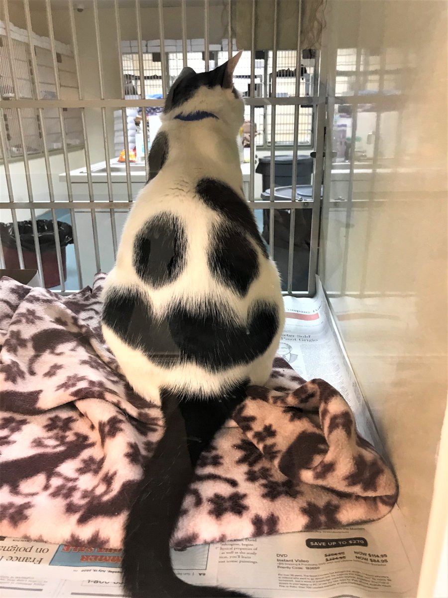 HumaneBroward's tweet image. Buddy wants you to SMILE today. 😊 Do you see the smiley face on his back? Buddy is the ultimate cat. He&apos;s 3 yrs old (no kitten shenanigans) but he still loves a good play session with a toy mouse. We can&apos;t believe he&apos;s been at the shelter for over 200 days.