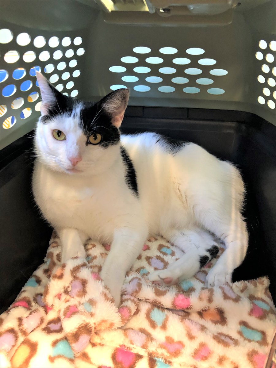 HumaneBroward's tweet image. Buddy wants you to SMILE today. 😊 Do you see the smiley face on his back? Buddy is the ultimate cat. He&apos;s 3 yrs old (no kitten shenanigans) but he still loves a good play session with a toy mouse. We can&apos;t believe he&apos;s been at the shelter for over 200 days.