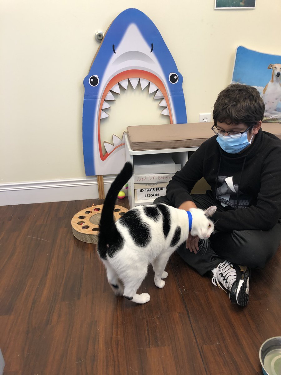 HumaneBroward's tweet image. Buddy wants you to SMILE today. 😊 Do you see the smiley face on his back? Buddy is the ultimate cat. He&apos;s 3 yrs old (no kitten shenanigans) but he still loves a good play session with a toy mouse. We can&apos;t believe he&apos;s been at the shelter for over 200 days.