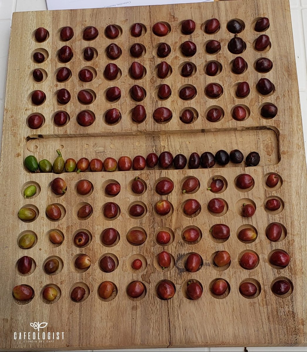 CafeologistCO's tweet photo. 💡El Cerezómetro Cafeologist es una herramienta de muestreo aleatorio simple que permite establecer facilmente y con alto nivel de acierto el grado de madurez de cada lote de café recolectado. 

📚 La tecnología pasa por la innovación y no necesariamente debe ser sofisticada 🤎☕ https://t.co/hZFPl8pd7P