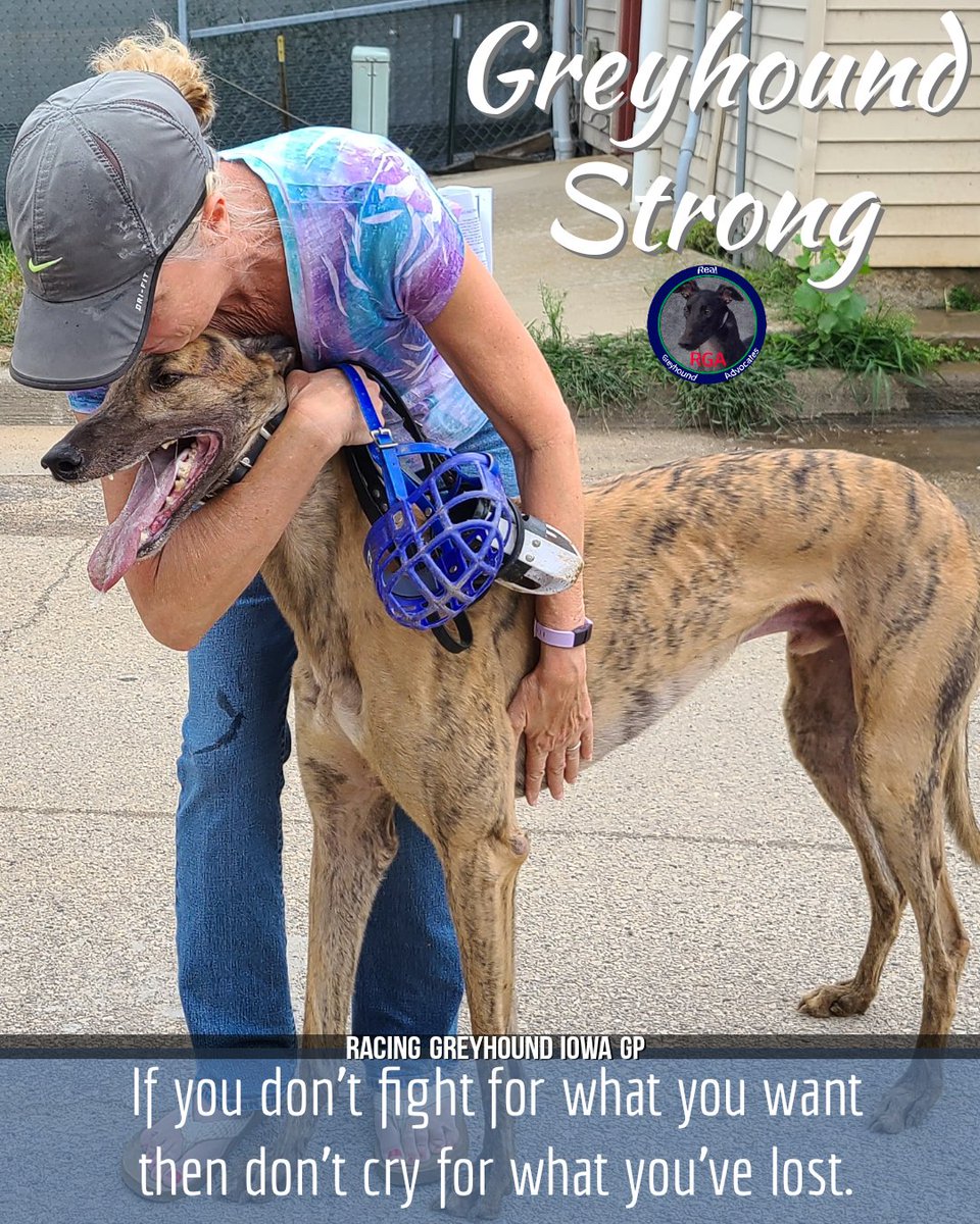 RealGreyhound's tweet photo. We love our Racing Bred Greyhounds. Do you?
#LetThemRun
#GreyhoundRacing
#Greyhounds
#GreyhoundAdoption https://t.co/C9nUc13iaf