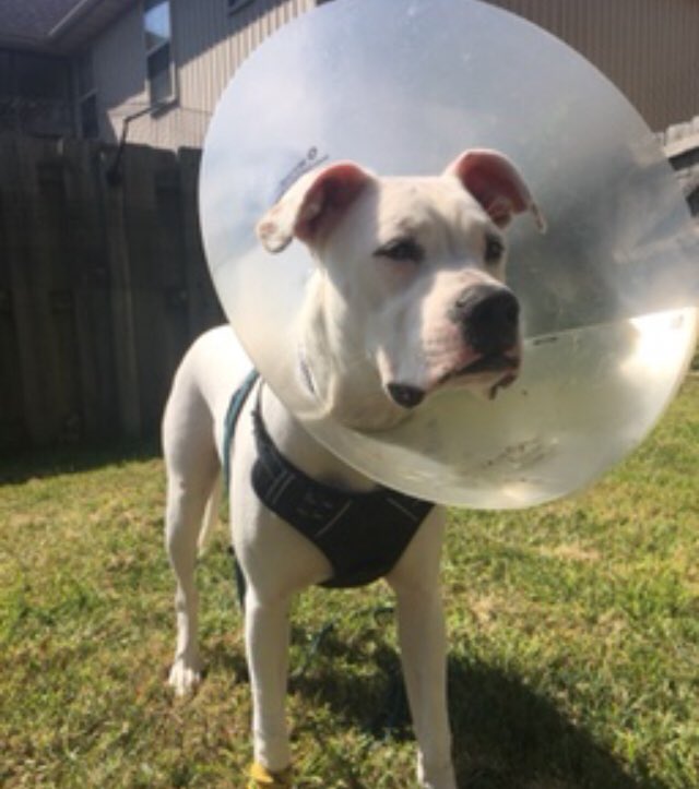 QueerRen's tweet photo. Injury // blood /// Abscess 

So first off, thank you to everyone who helped me last week to get Otis his stitches. 

But needs your help again. He has an open abscess on his back foot. It will need a biopsy to make sure it’s benign and it may need to be surgically removed. https://t.co/qOgfhnonF2
