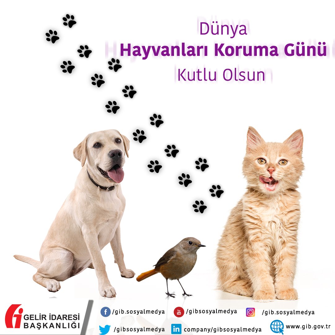 gibsosyalmedya's tweet photo. Şiddete, istismara ve her türlü mağduriyete karşı #hayvanlarıkoruyalım 

#4EkimHayvanlarıKorumaGünü
#GİB https://t.co/YBBf8Znc4I