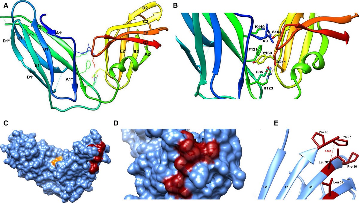 FEBS_Letters's tweet photo. #Crystalstructure of the usher chaperone YadV from #uropathogenic #Escherichia coli. Study by Neel Bhavesh &amp; colleagues @ICGEBNewDelhi @KIITUniversity→https://t.co/4xGVTEDZNH @neelbs #structuralbiology #hostpathogen #antimicrobials #antibacterials https://t.co/2BiJENrmDt