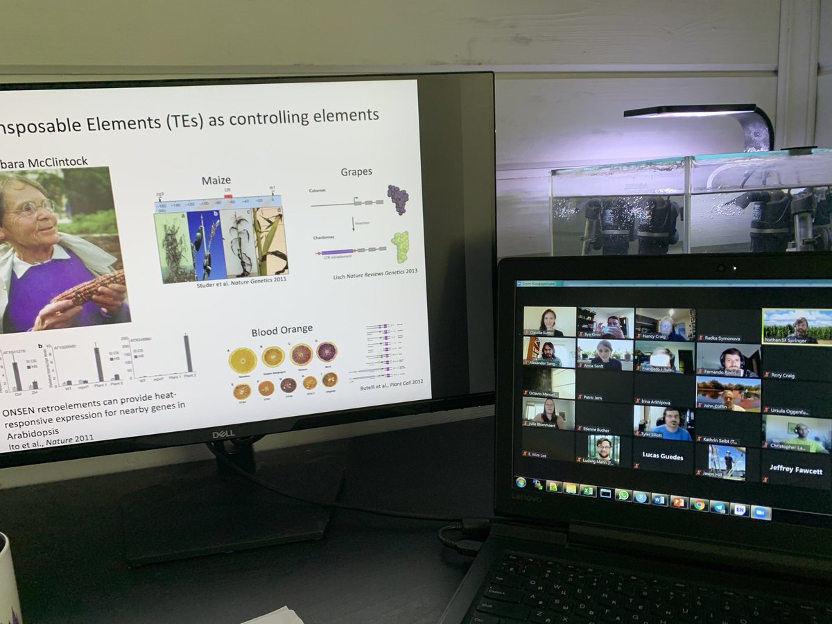 ilyavkirov's tweet image. TE ecosystem of maize genome: huge variability between lines, insertion associated with accessible chromatin, dynamic TE expression with high tissue specificity and many more TE facts from @SpringerNathan #UppTransposon2020