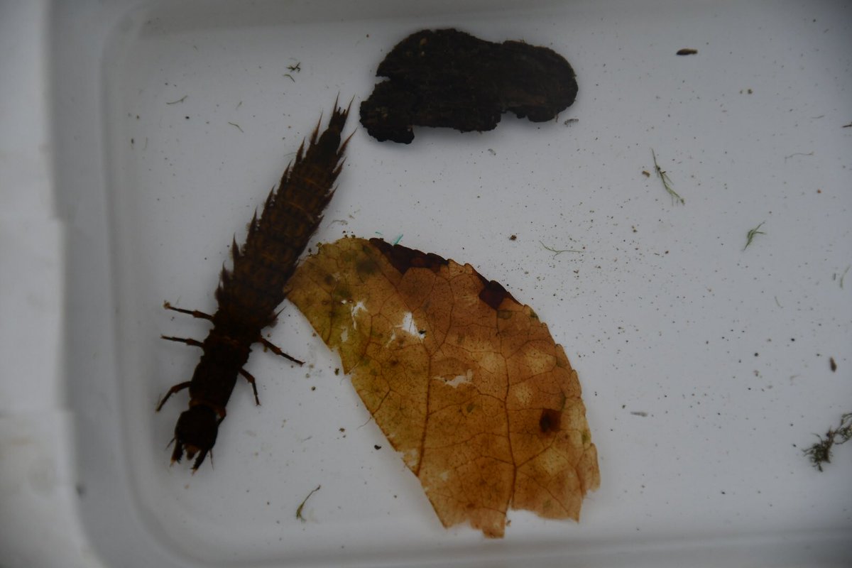 Duff_SciLRHS's tweet photo. Holy Hellgrammite Jessica!! Look at those BMIs! Student scientists collecting data on the health of the Patapsco River. TY @AnnStrozyk and @HCConservancy. @hcpss_lrhs https://t.co/Kxm1SwUaUb