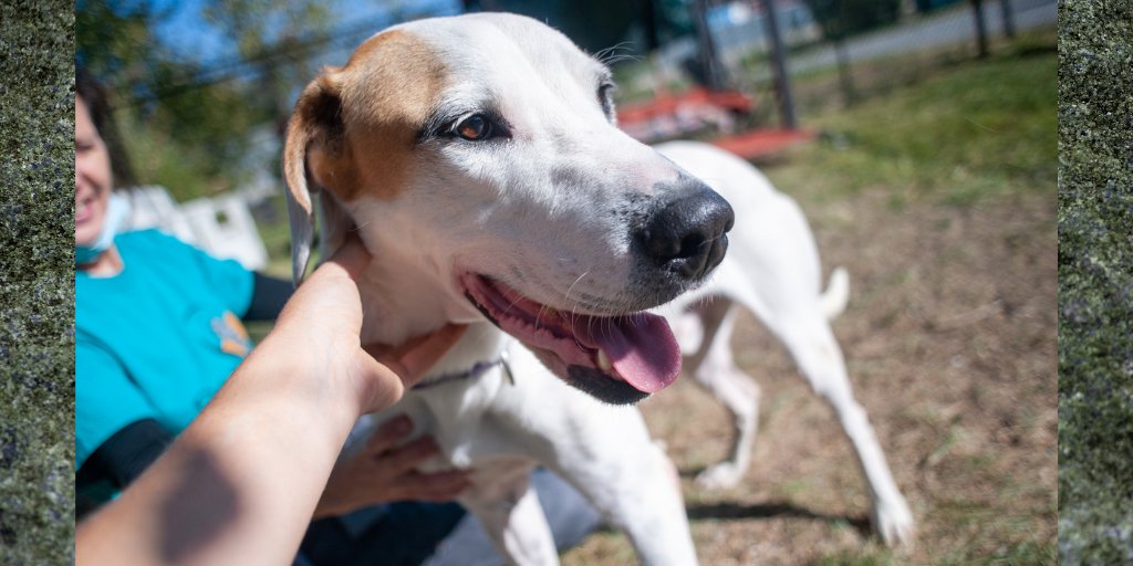 Pawscrossedny's tweet photo. Snuggly, affectionate Charlie is hoping he finds his forever home soon! This big guy loves to bury his head in your lap and cuddle. He's fairly mellow but does enjoy a long walk. Does he sound like the man for you? Apply to adopt Charlie on our website: https://t.co/SQ4X1geD5F https://t.co/XYj4WEbs0S