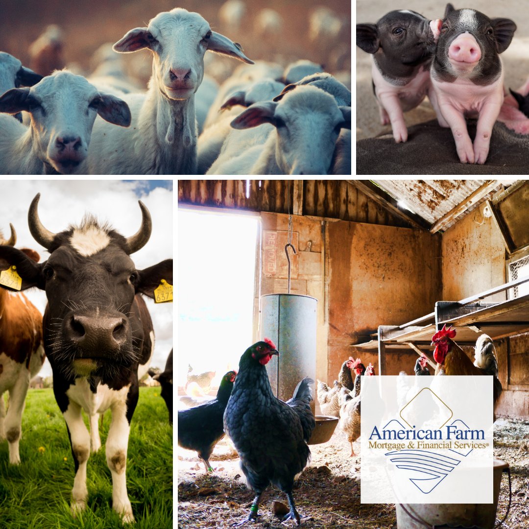Today is World Farm Animals Day. We would LOVE to see pics of your farm animals. Respond to this tweet with yours! #farmanimalsday #farming