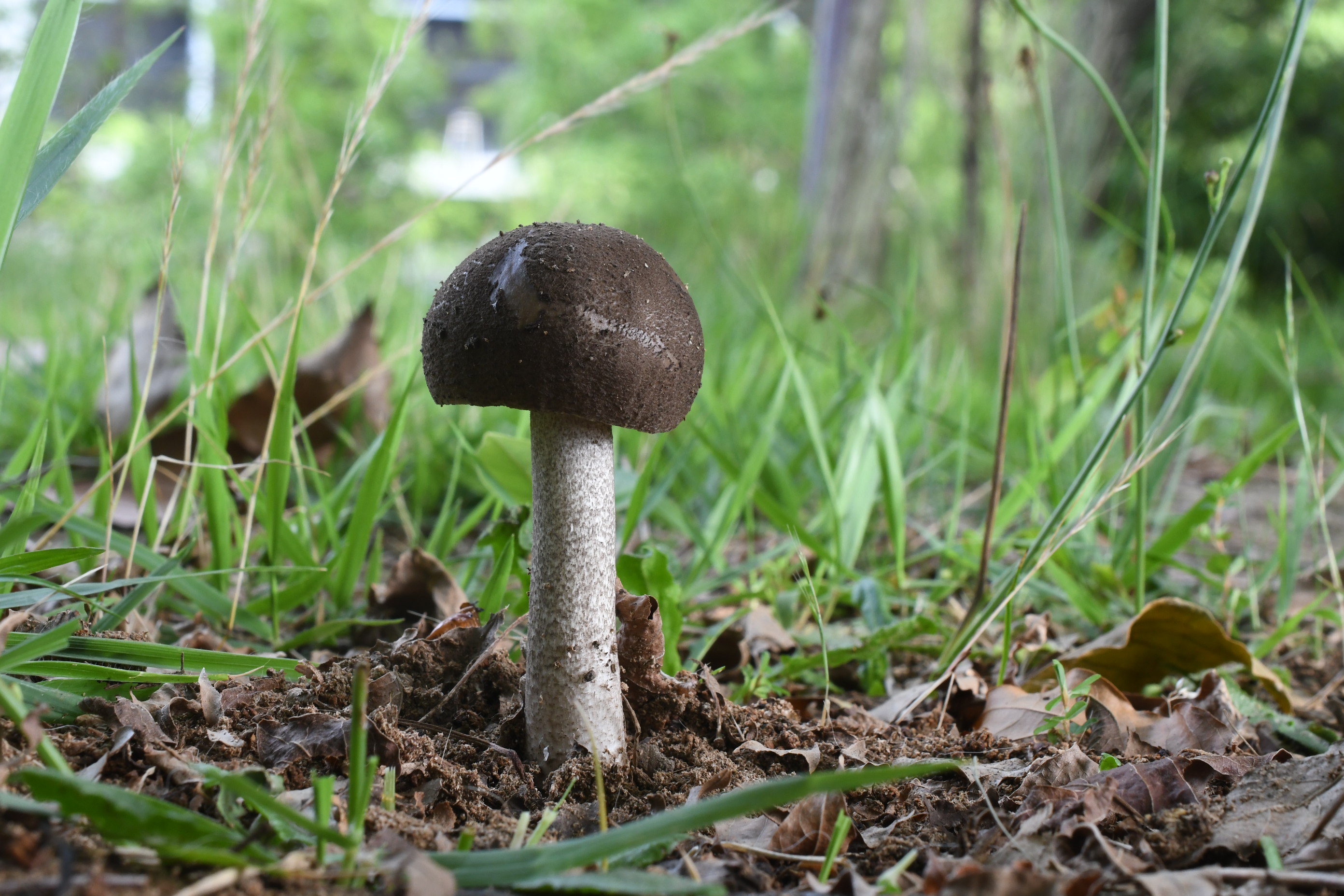 きのこびと At384 これももう少し傘が被膜に覆われた状態のヘビキノコ モドキ この状態だと最初何か分からなかったんですが これが生長すると傘の黒い部分がひび割れてくるんでしょうね ただし 表面は粉っぽく 雨が降ったらツルツルになってしまう予感