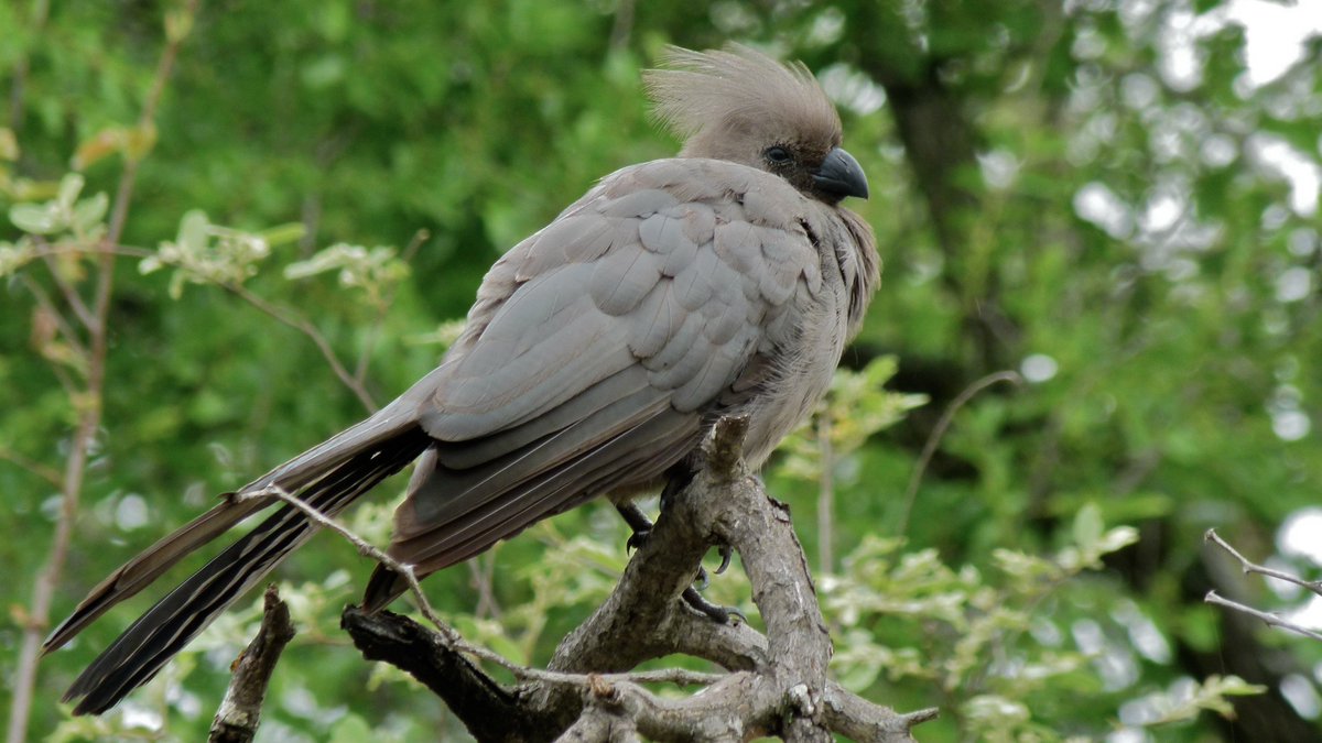 A Gray Go-away-bird perched on a tree branch in the treetop. It's facing the right. Its head is tucked into tis body and it looks as if it's squinting or glaring at something. It has deep gray plumage all over its body and a tall mohawk-like crest atop its head. It has a black bill.