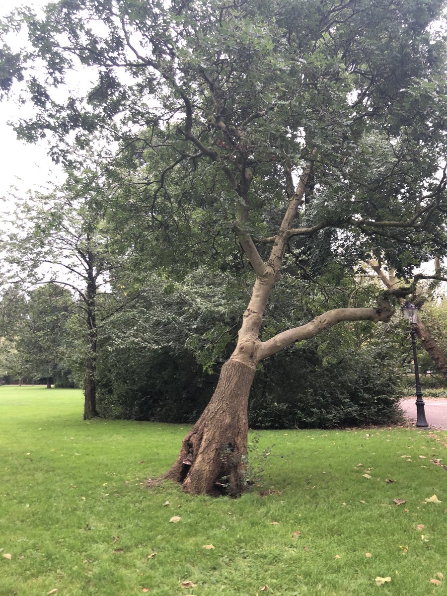 VivianeMeeren's tweet image. #Cooltree #Amsterdam