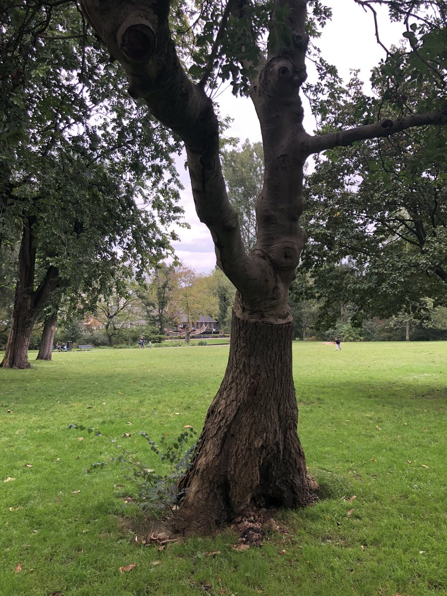 VivianeMeeren's tweet image. #Cooltree #Amsterdam