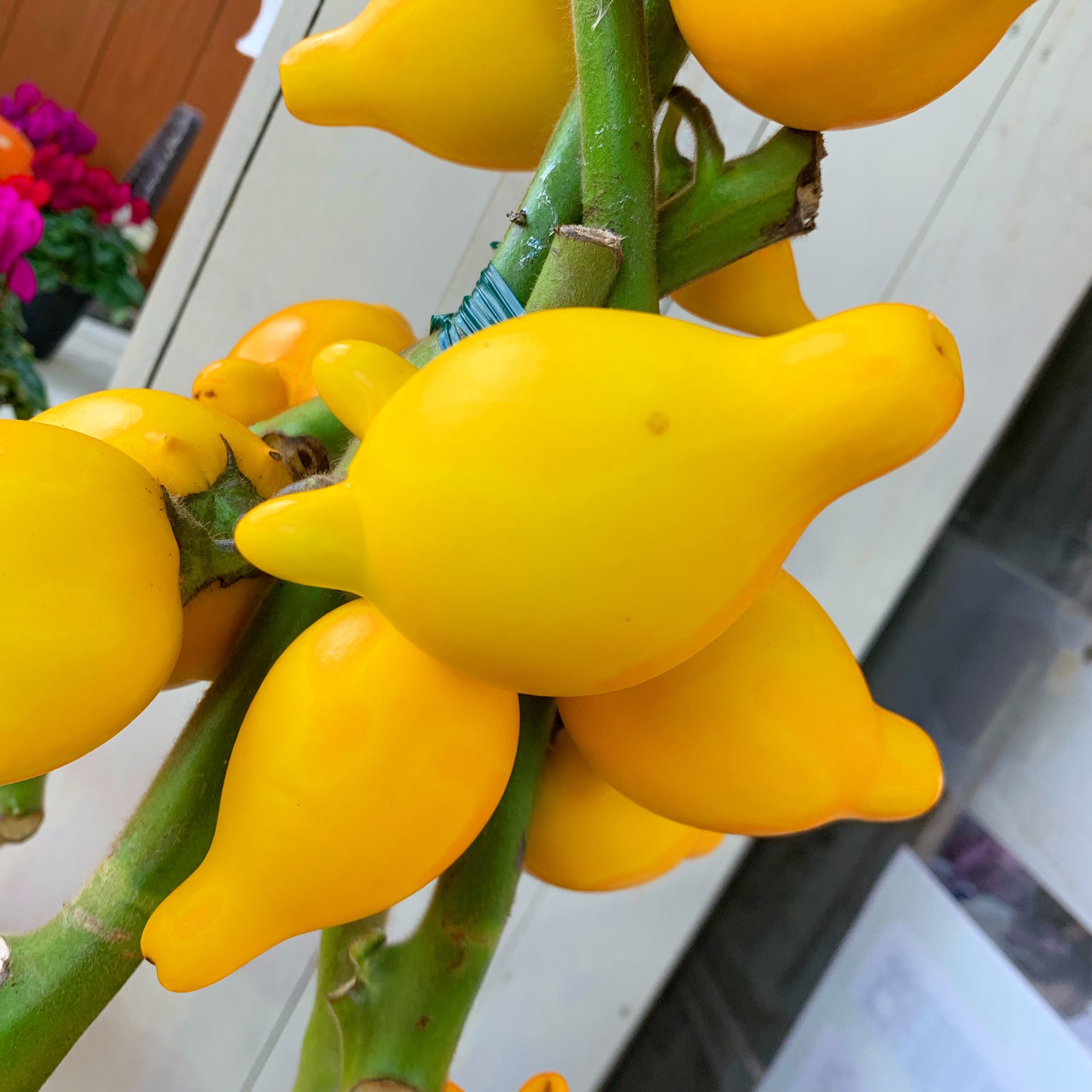 フラワーウッド Al Twitter フォックスフェイス ツノナス カナリアナス お待ちかねの フォックスフェイスの苗 入荷 狐の顔に見えるので 珍しい形に皆さん足を止めて観察されています 切り花や ハロウィン の飾りなどにも他とは違う植物