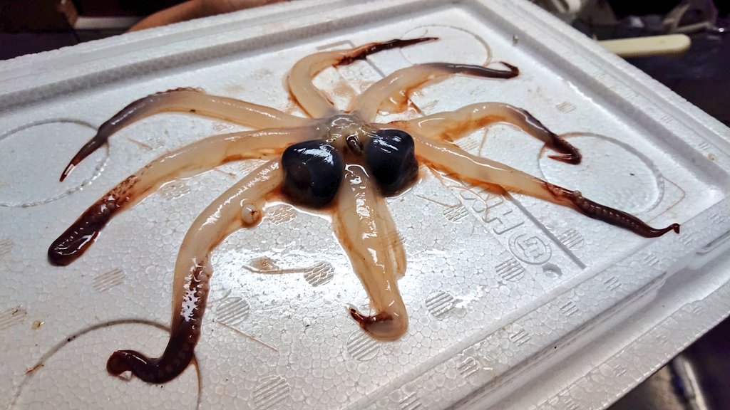 人気の深海生物 メンダコ を茹でて 食べてみた方のレポ 嫌に柔らかいゴムチューブのような食感 Togetter