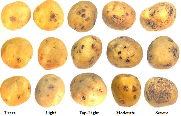 Common scab: Tackling a “problem with no solutions” potatoesincanada.com/?p=27420 via @connplus2014 
New research on potato scab and some advice to growers