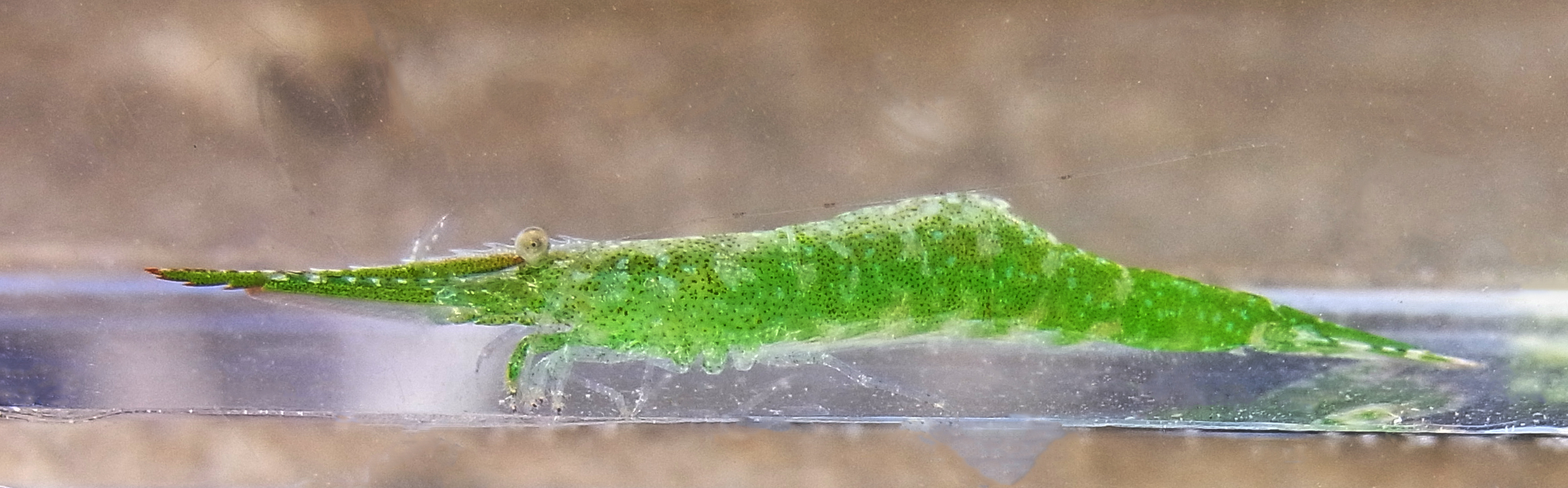 تويتر Rhodeus على تويتر ツノモエビ Heptacarpus Pandaloides スズキ刀というバイクイメージを デフォルメしたかのようなエビが出た 刀を彷彿させる超ロングの額角が俊逸の 透き通った鮮やかな緑の体 アマモの間で生活するのに適応した結果か とにかく
