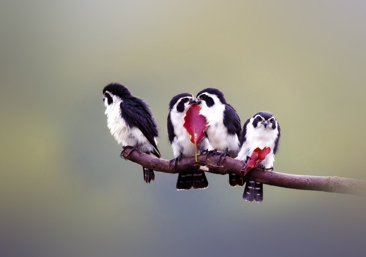 bird/h tweet media