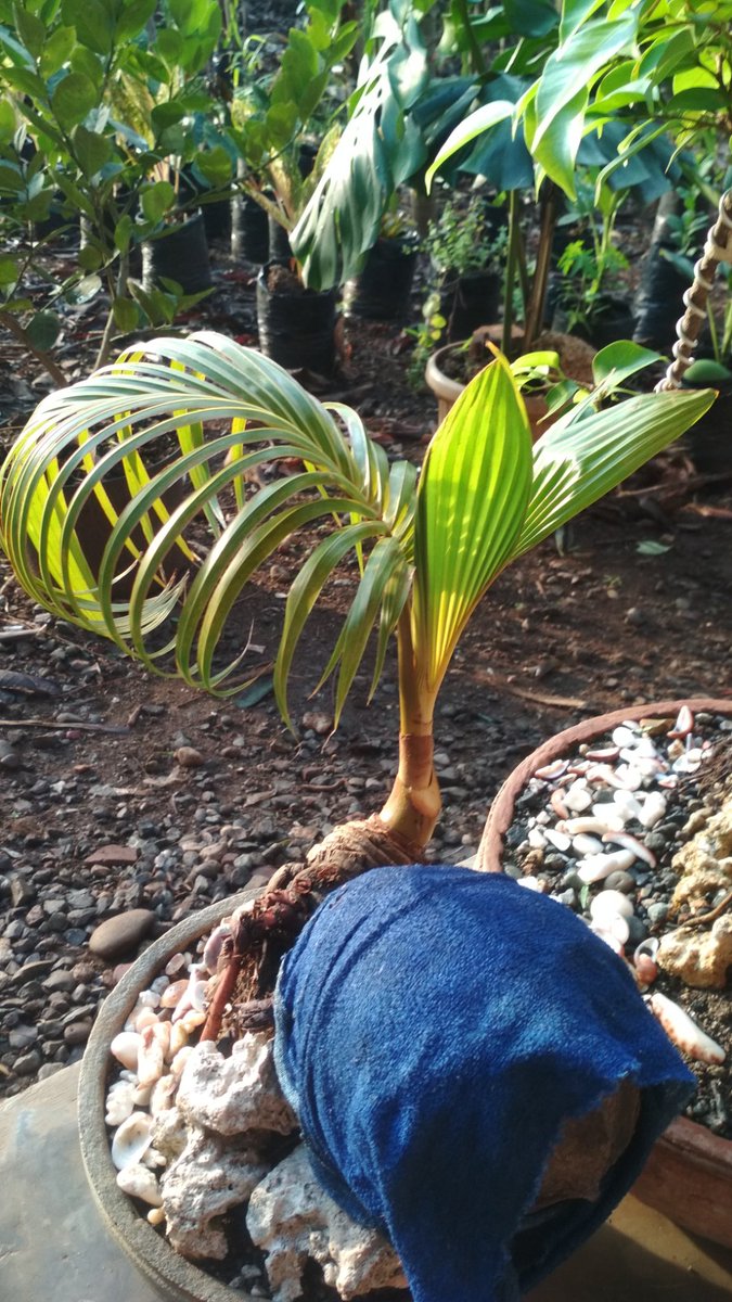 Lukisan hidup dan berbeda karakter.👍🌴