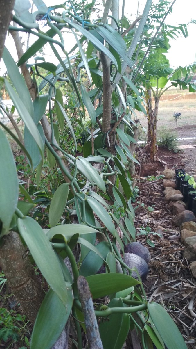 Emas hijau.👍👍🌱