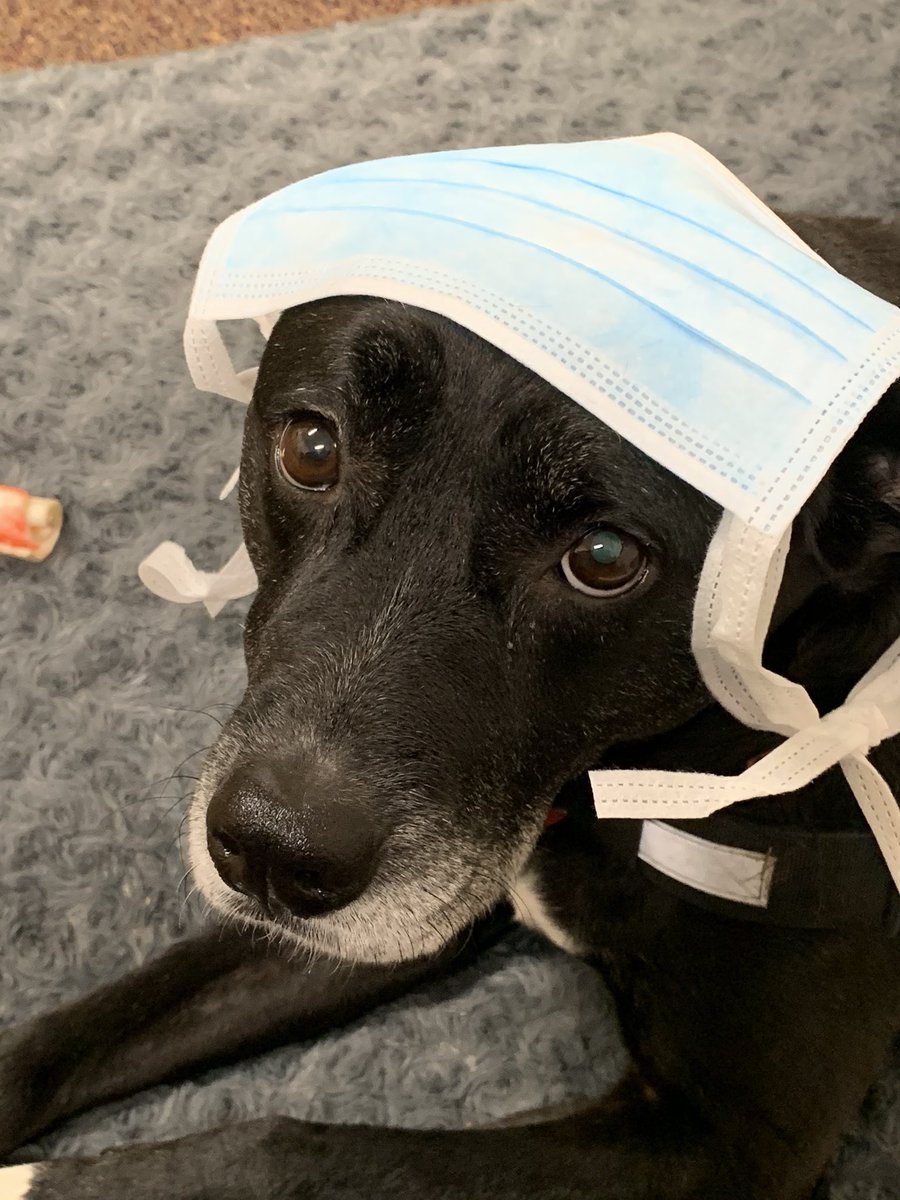 TherapyBo's tweet photo. As we begin to open Bullitt East back up, I’ve been asked to show you how to wear your mask. 
No
No
No
Yes!!!🐾 https://t.co/AbPPcuMShV